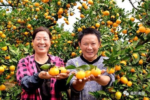 微生物菌肥施用對柑橘生長影響深遠